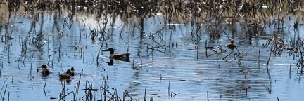 ducks floating in pond with reeds